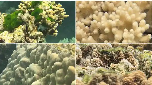 《三星科技扬帆海洋保护新征程》