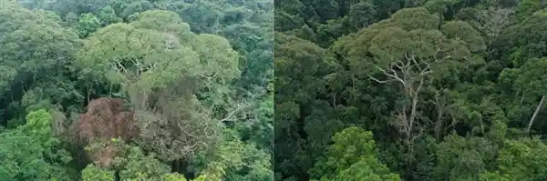 《逆天改命：它们竟主动寻求雷劈，成功将寿命延长至近300岁！》