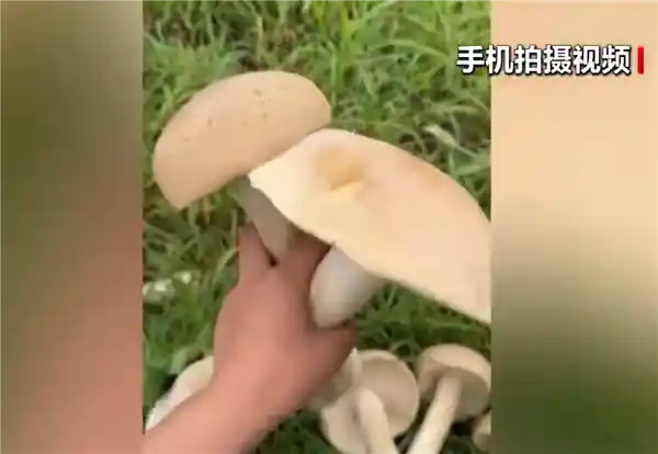 【奇观】广西惊现巨伞级神秘巨型蘑菇，专家紧急提醒：切勿轻易尝试！