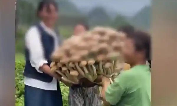 【奇观】广西惊现巨伞级神秘巨型蘑菇，专家紧急提醒：切勿轻易尝试！