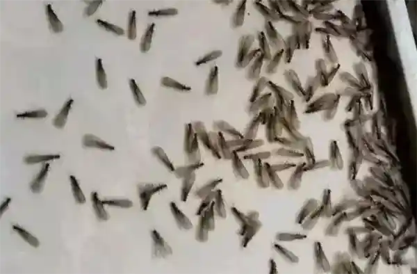 《意外的代价：女子因食用飞蚁引发高蛋白过敏危机》