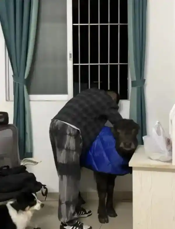 出租屋里养牛励志不为牛马小伙两月被扫地出门两次