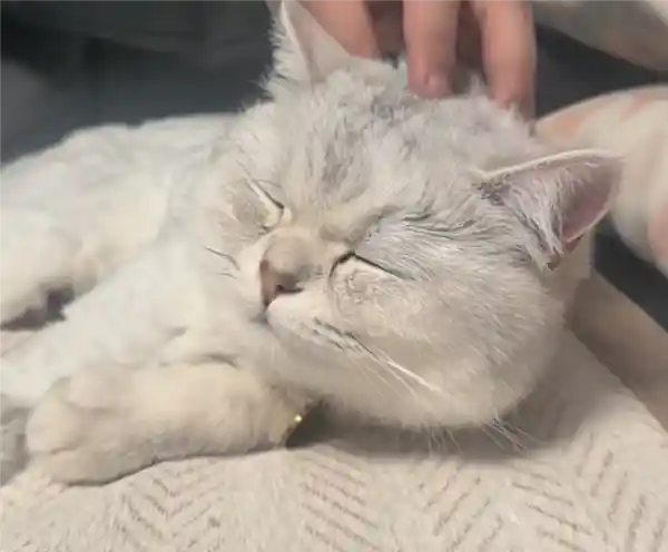 奇迹生还！猫咪从16楼坠落竟安然无恙 网友：猫界逃生高手？