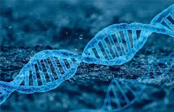 中国科学家突破性实现哺乳动物器官完全再生