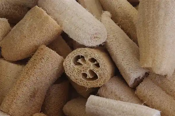 嫩叶可食，老茎能用，这蔬菜低卡又爆水！