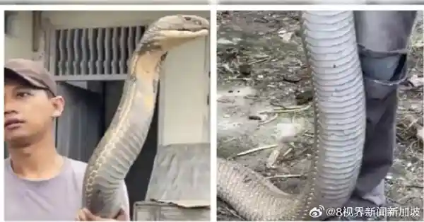 三哥太猛！印男子徒手抓巨型眼镜王蛇，动作帅到像在玩梗