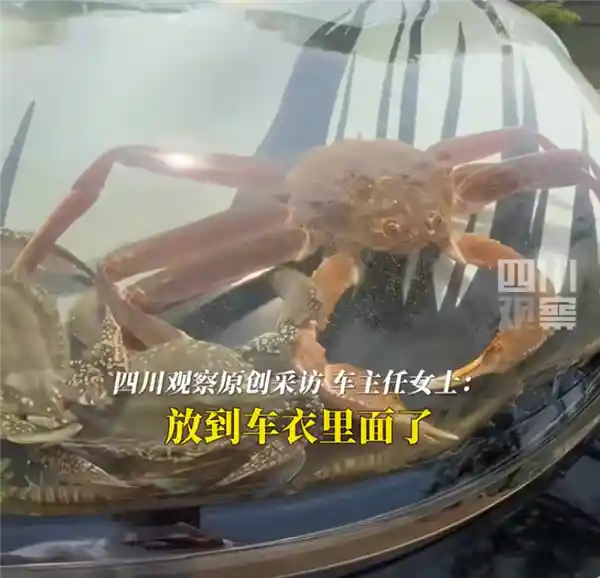 男子引擎盖贴车衣养鱼引争议 交警：属非法改装禁上路