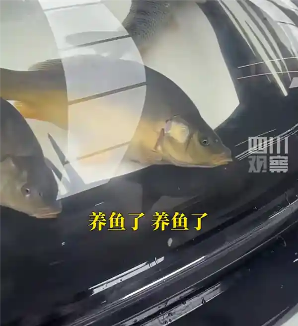 男子引擎盖贴车衣养鱼引争议 交警：属非法改装禁上路