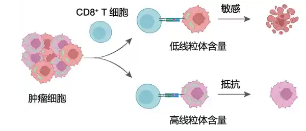纳米刺客出击：中科院首创肿瘤细胞自毁新策略