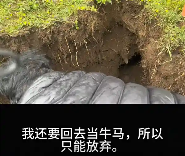 大疆Action 4竟遭土拨鼠劫持？客服听后忍俊不禁