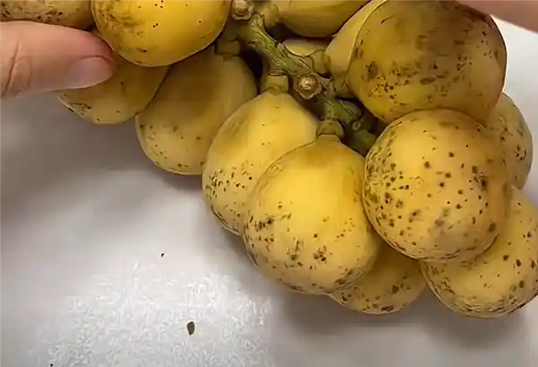 貌如土豆，贵比黄金！泰国王妃狂爱的神秘果你吃过吗？
