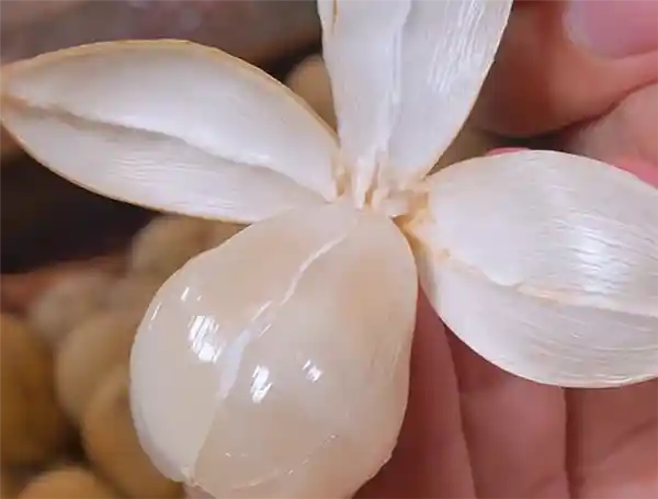 貌如土豆，贵比黄金！泰国王妃狂爱的神秘果你吃过吗？