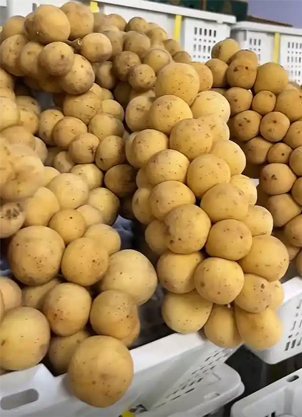 貌如土豆，贵比黄金！泰国王妃狂爱的神秘果你吃过吗？