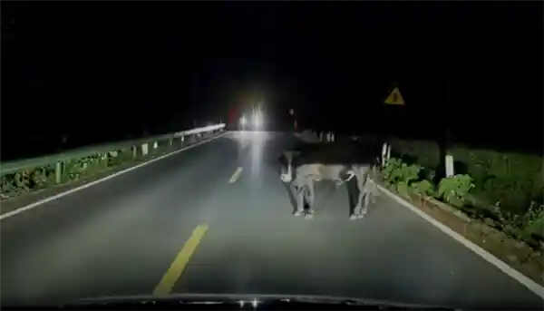 问界M7夜路惊现大黑牛：AEB系统暗光中紧急刹停引热议